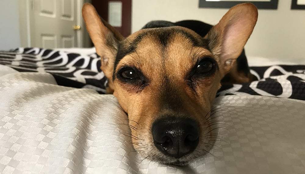 How Can I Tell If My Dog Is In Pain?
